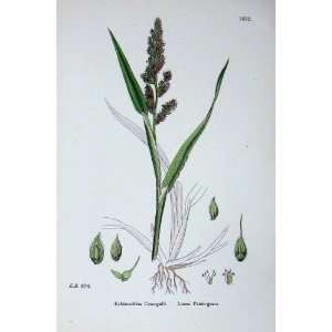  Botany Plants C1902 Loose Panic Grass Echinochloa