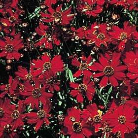 COREOPSIS Dwarf Red Plains   Hardy Annual 500 Seeds  