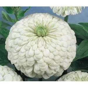  ZINNIA POLAR BEAR Elegans     100 + Seeds   by Seeds and Things 