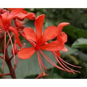  Giant Red Pagoda Plant   Clerodendrum   Tropical Patio 