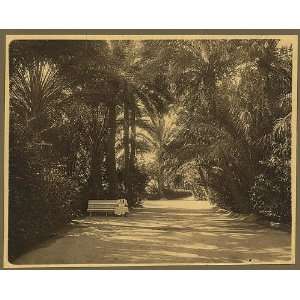  Biskra,Algeria,Garden of Allah,palm trees,1860 1900