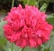 Bombast Red. Huge 5 fully double, red peony type flowers. Height 2 3 