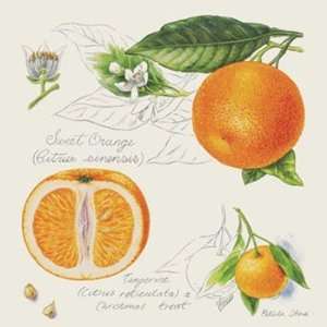 Petula Stone Sweet Orange and Tangerine 8x8 Poster 