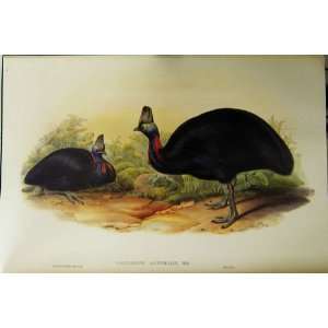   Gould Australia 1869 Facsimile Australian Cassowary 2