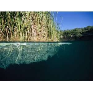  Mat of Aquatic Grasses Floating in Grande Cenote Waters 