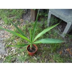  1 Gallon Yucca guatemalensis Giant Spineless Live Plant 