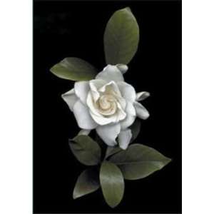  Rosemarie Stanford   Gardenia Glory