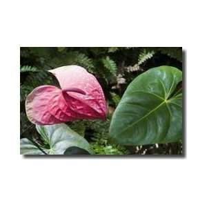  Flamingo Flower Soufriere Saint Lucia Giclee Print