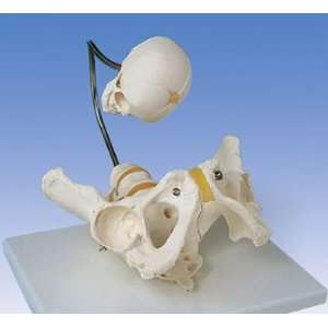  Childbirth Demonstration Pelvis