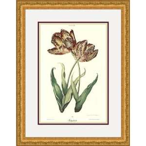    Tulipa X by Christoph Jacob Trew   Framed Artwork