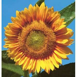  Davids Yellow Hybrid Tall Sunflower Sunrich Gold 25 Seeds 