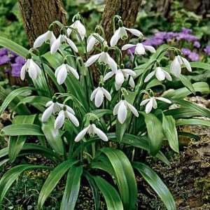  Snowdrop Bulbs Patio, Lawn & Garden