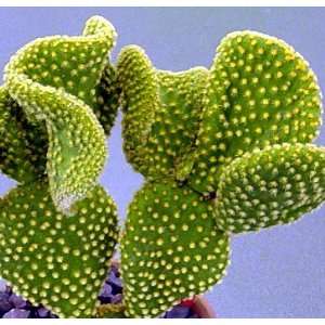   Coral Cactus Plant   3 Clay Pot   Easy to Grow Patio, Lawn & Garden
