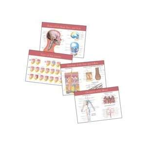  Milady Student Reference Wall Chart For Anatomy Beauty