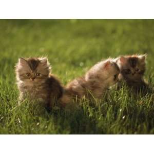  Persian Silver Patch Tabby Kittens Outdoors Stretched 