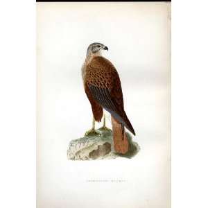    Long Legged Buzzard Bree H/C 1875 Old Prints Birds
