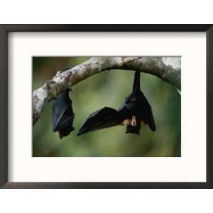  Flying Fox Bats Hang from a Limb in an American Samoa 