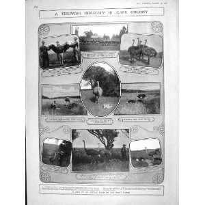  1906 OSTRICH FARM KAROO AFRICA TAFT BOND RISTORI BACON 
