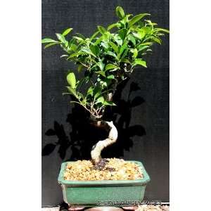 Ficus Retusa Bonsai Tree by Sheryls Shop  Grocery 