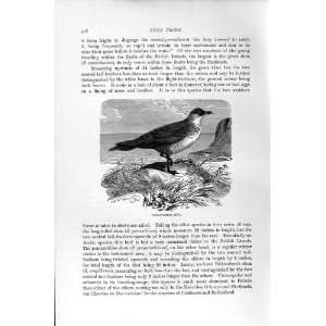   NATURAL HISTORY 1895 POMATORHINE SKUA BIRD OLD PRINT