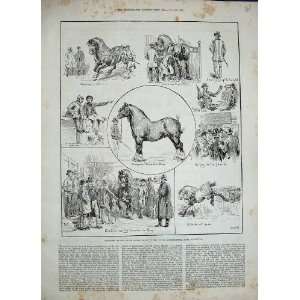  1886 Shire Horse Show Royal Agricultural Islington Hall 