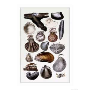 Shells Monomyaria Giclee Poster Print by G.b. Sowerby, 9x12  