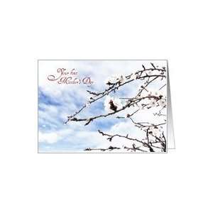  First Mothers Day, apricot tree flowers cards Card 