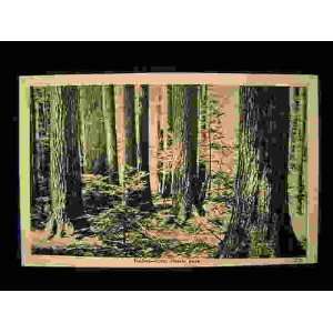  Timber, Cook Forest Park, Pennsylvania, Postcard not 