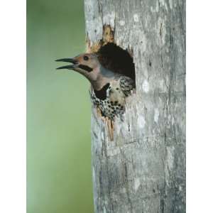 Yellow Shafted Northern Flicker Peering Out of a Nest Cavity in the 
