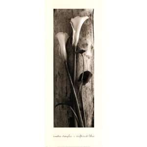  Liebermans P144560 Sondra Wampler Driftwood Lilies 8.00 x 