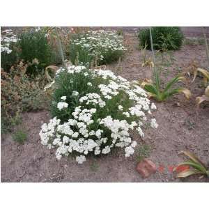    Achillea millefollium YARROW #1 (gallon) Patio, Lawn & Garden