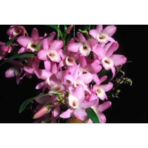 Dendrobium Himezakura Sanokku x Den Crystal Pink  