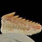 D264  CRETACEOUS SHARK TOOTH Squalicorax bassanii  