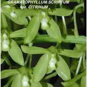 Grammatophyllum scriptum var citrinum 15 Grocery & Gourmet Food