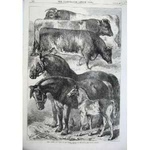  1870 Prize Horses Cattle Oxford Agricultural Society