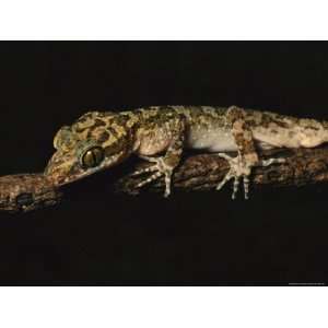  Well Camouflaged Gecko, Cyrtodactylus Species, on a Tree 