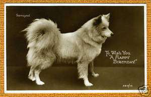 SAMOYED ON 1930S OLD DOG PHOTO POSTCARD  