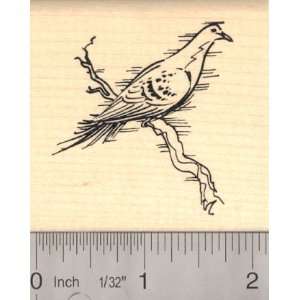   Pigeon Rubber Stamp (Recently Extinct Bird) Arts, Crafts & Sewing