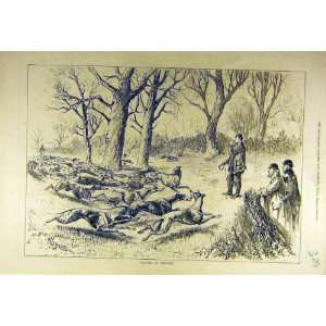  1878 Saplings Training Hounds Hunt Hunting Sport Print 