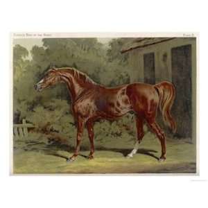  Great Grandson of Darley Arabian Raced 1769 1770 in 18 