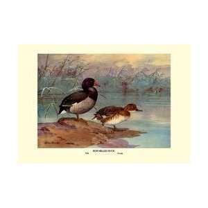  Rosy Billed Duck 20x30 poster