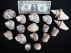 LOT OF 17 UNKNOWN SEASHELLS, SEA SHELLS, DISCOUNTED