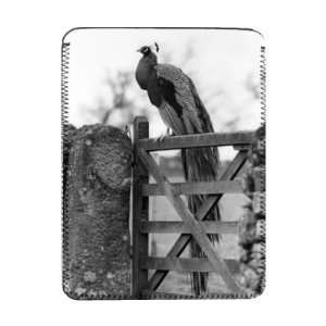  A peacock living wild in Northumberland   iPad Cover 