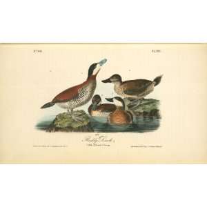   John James Audubon   24 x 14 inches   Ruddy Duck. 1