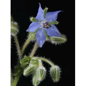  Borage (Borago Officinalis) a Source of Gamma Linoleic 