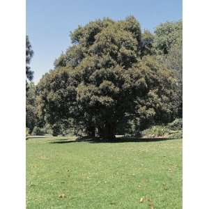 Northern Rata Tree on a Landscape (Metrosideros Robusta) Photographic 