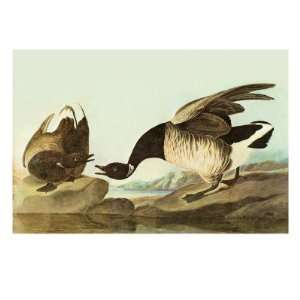  Brant Animal Premium Poster Print by John James Audubon 