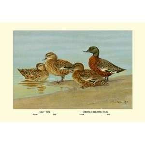   on 20 x 30 stock. Gray Teal and Chestnut Breasted Teal