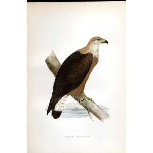  PallasS Sea Eagle Bree H/C 1875 Old Prints Birds