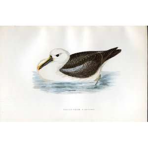  Yellow Nosed Albatros Bree H/C 1875 Old Prints Birds